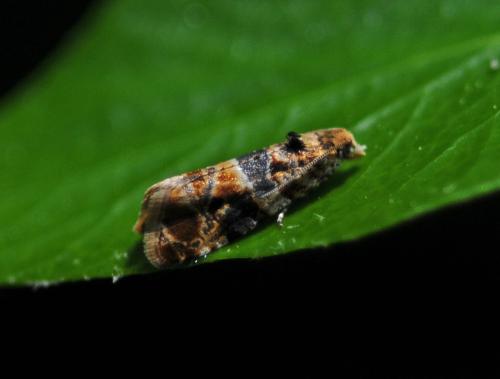 Lobesia reliquana